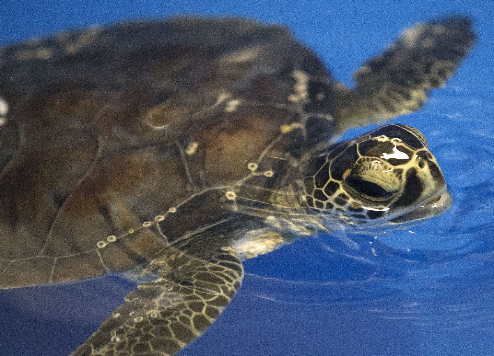 Four Green sea turtles find refuge at Greensboro Science Center after cold snap